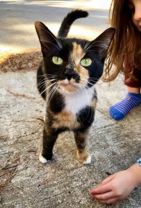 A young calico cat with a fierce stance and vibrant green eyes