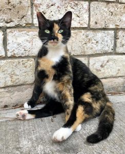 Cat sitting in front of a brick wall