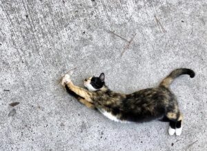 Shot from above of a cat on its side, stretching its paws out and arching its back