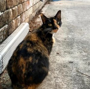 Cat looking over her shoulder and appearing to smile