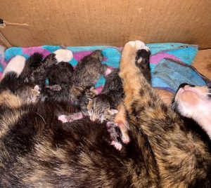 One mama cat and five brand new baby kittens nursing in a box