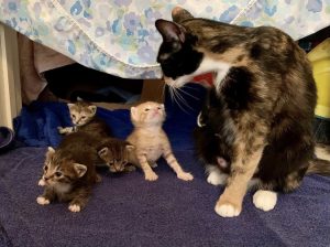 A mama cat looking down at four of her babies