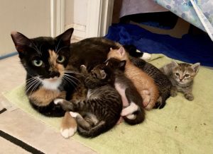 A mama cat and her five babies lying together on a towel