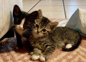 Tuxedo kitten and tabby kitten leaning together