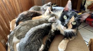 A mama cat nursing her kittens on a chair