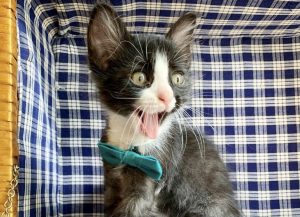 Tuxedo kitten in a bow tie and tassel, appearing to smile