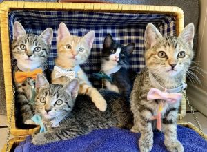 Five kittens in bow ties and tassels sitting together inside of a picnic basket