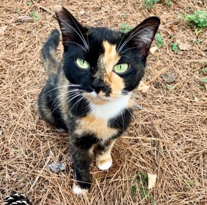 A cat looking up at the camera, seated in a pile of pine needles