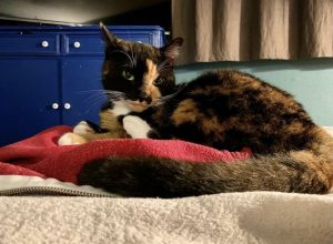 Cat curled up on a bed