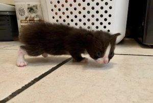 Odd-looking, gremlin-like tuxedo kitten